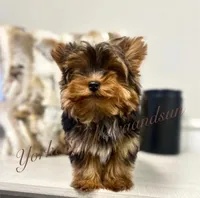 Compassion (Teacup), a male Yorkshire Terrier for sale in Frisco, TX – Photo 3 of 4