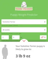 Compassion (Teacup), a male Yorkshire Terrier for sale in Frisco, TX – Photo 2 of 4