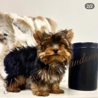Compassion (Teacup), a male Yorkshire Terrier for sale in Frisco, TX – Photo 4 of 4
