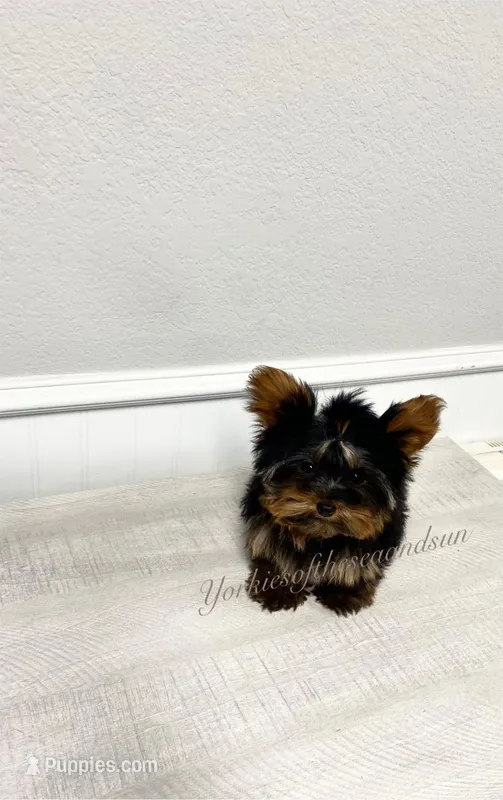 Faith (Micro) – Yorkshire Terrier puppy for sale in Frisco, TX