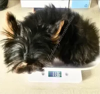 Faith (Micro), a female Yorkshire Terrier for sale in Frisco, TX – Photo 3 of 3