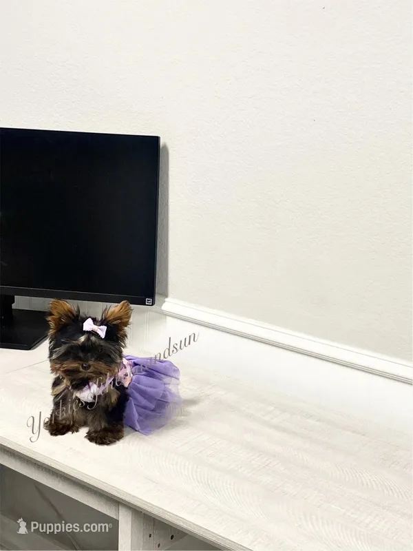 Faith (XS Micro) – Yorkshire Terrier puppy for sale in Frisco, TX