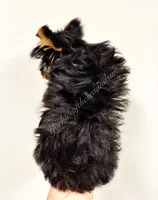 Faith (Micro), a female Yorkshire Terrier for sale in Frisco, TX – Photo 2 of 3