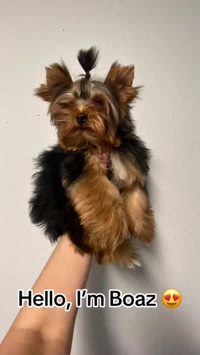 Boaz (Toy 4.8 - 5lbs)) - ON HOLD, a male Yorkshire Terrier for sale in Frisco, TX – 5 of 5