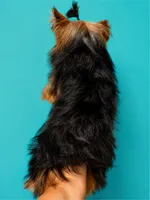 Compassion (Teacup) , a male Yorkshire Terrier for sale in Frisco, TX – 2 of 3