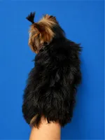 Boaz (Toy), a male Yorkshire Terrier for sale in Frisco, TX – 2 of 4