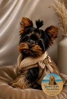Faith (XS Micro) , a female Yorkshire Terrier for sale in Frisco, TX – 1 of 4