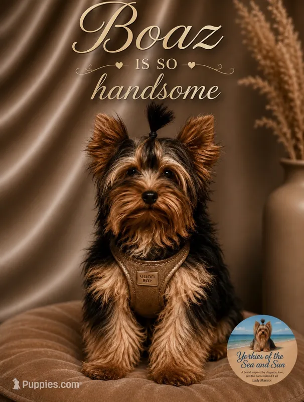 Boaz (Toy) - ON HOLD – Yorkshire Terrier puppy for sale in Frisco, TX
