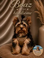 Boaz (Toy) - ON HOLD, a male Yorkshire Terrier for sale in Frisco, TX – 1 of 4