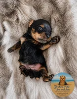 Gentle (Teacup) , a male Yorkshire Terrier for sale in Frisco, TX – 2 of 2