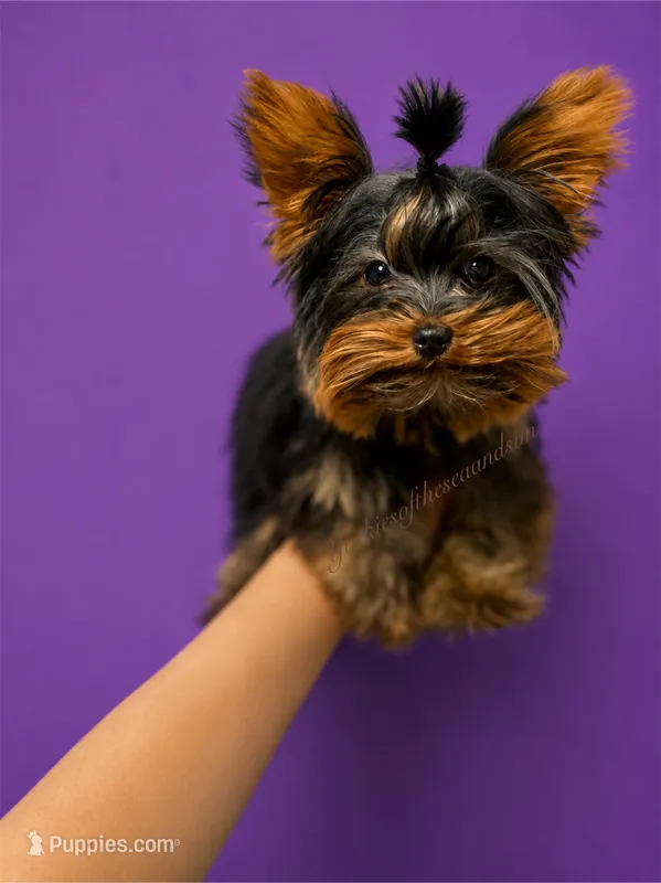 Faith (XS Micro)  – Yorkshire Terrier puppy for sale in Frisco, TX
