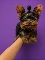 Faith (XS Micro) , a female Yorkshire Terrier for sale in Frisco, TX – 1 of 3