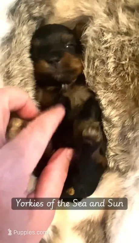Gentle (Teacup 3.8 - 4lbs) *video* – Yorkshire Terrier puppy for sale in Frisco, TX