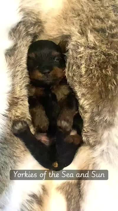 Gentle (Teacup 3.8 - 4lbs), a male Yorkshire Terrier for sale in Frisco, TX – 3 of 3