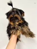 Charity (Teacup), a female Yorkshire Terrier for sale in Frisco, TX – Photo 1 of 3