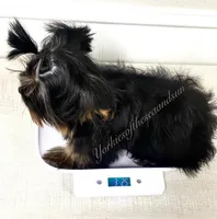 Charity (Teacup), a female Yorkshire Terrier for sale in Frisco, TX – Photo 3 of 3