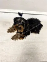 Charity (Teacup), a female Yorkshire Terrier for sale in Frisco, TX – Photo 2 of 3