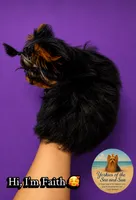 Faith (XS Micro) , a female Yorkshire Terrier for sale in Frisco, TX – 3 of 4