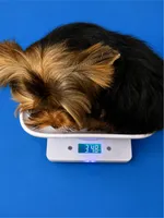 Boaz (Toy), a male Yorkshire Terrier for sale in Frisco, TX – 3 of 4