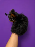 Faith (XS Micro) , a female Yorkshire Terrier for sale in Frisco, TX – 2 of 3