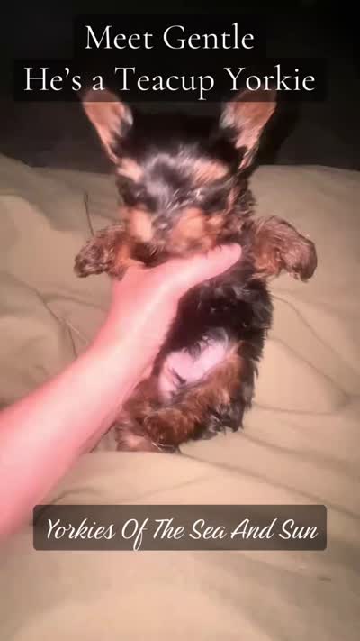 Gentle (Teacup Size) *video*, a male Yorkshire Terrier for sale in Frisco, TX – 4 of 4