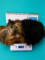 Compassion (Teacup) , a male Yorkshire Terrier for sale in Frisco, TX – 3 of 3