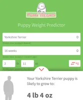 Boaz (Toy), a male Yorkshire Terrier for sale in Frisco, TX – Photo 5 of 5