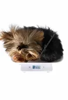 Boaz (Toy), a male Yorkshire Terrier for sale in Frisco, TX – Photo 4 of 5