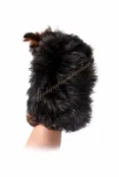 Boaz (Toy), a male Yorkshire Terrier for sale in Frisco, TX – Photo 3 of 5