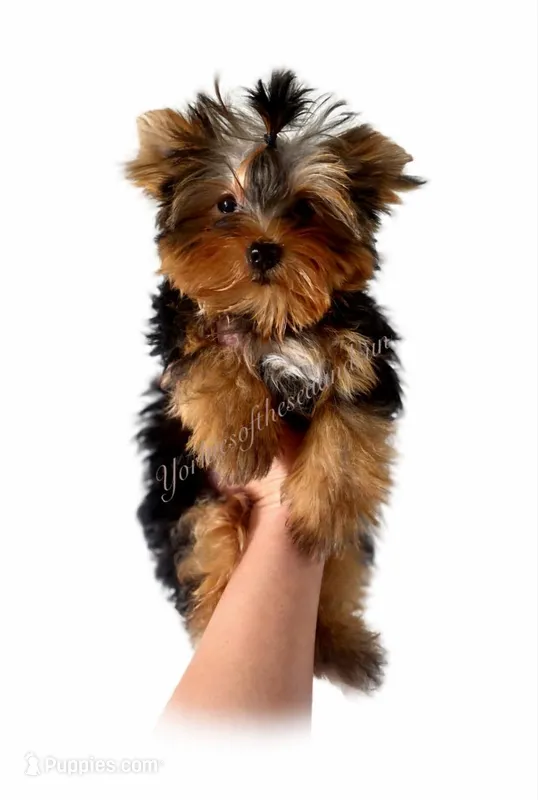 Boaz (Toy) – Yorkshire Terrier puppy for sale in Frisco, TX