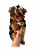 Boaz (Toy), a male Yorkshire Terrier for sale in Frisco, TX – Photo 1 of 5