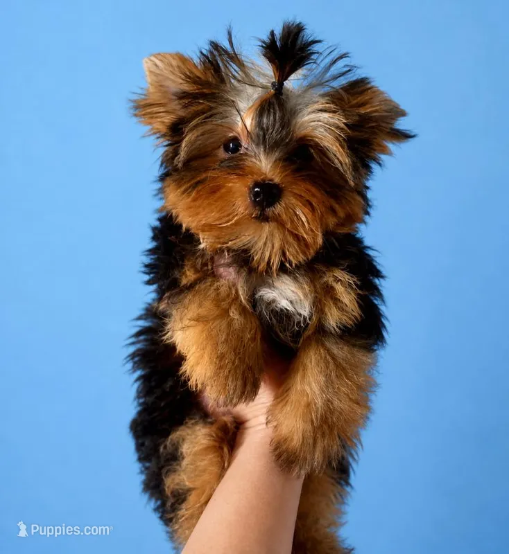 Boaz (Toy) – Yorkshire Terrier puppy for sale in Frisco, TX