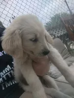 Golden retriever , a male Golden Retriever and English Cream Golden Retriever for sale in Belmond, IA – 5 of 5