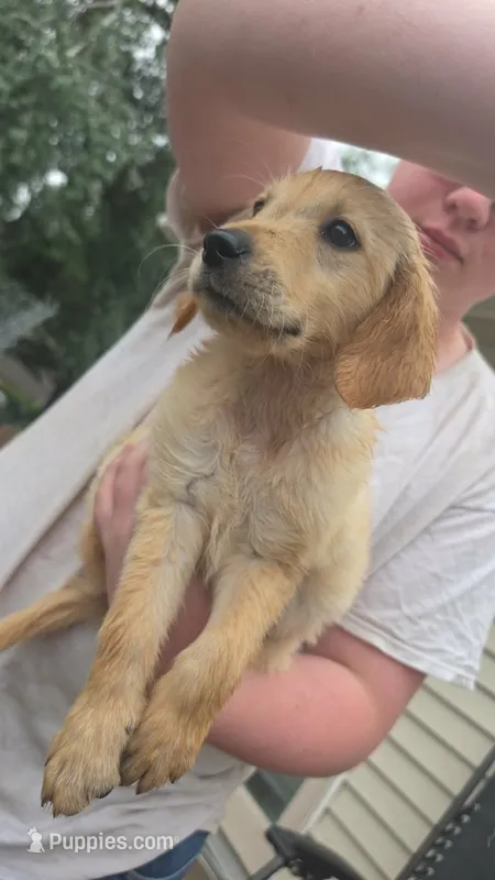 Golden retriever  – Golden Retriever, English Cream Golden Retriever puppy for sale in Belmond, IA