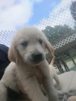 Golden retriever , a male Golden Retriever and English Cream Golden Retriever for sale in Belmond, IA – 3 of 5