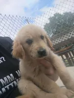 Golden retriever , a male Golden Retriever and English Cream Golden Retriever for sale in Belmond, IA – 4 of 5