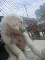 Golden retriever , a male Golden Retriever and English Cream Golden Retriever for sale in Belmond, IA – 2 of 5