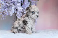 True Blue dd Merle, a male Poodle - Toy  for sale in Arcata, CA – Photo 2 of 6