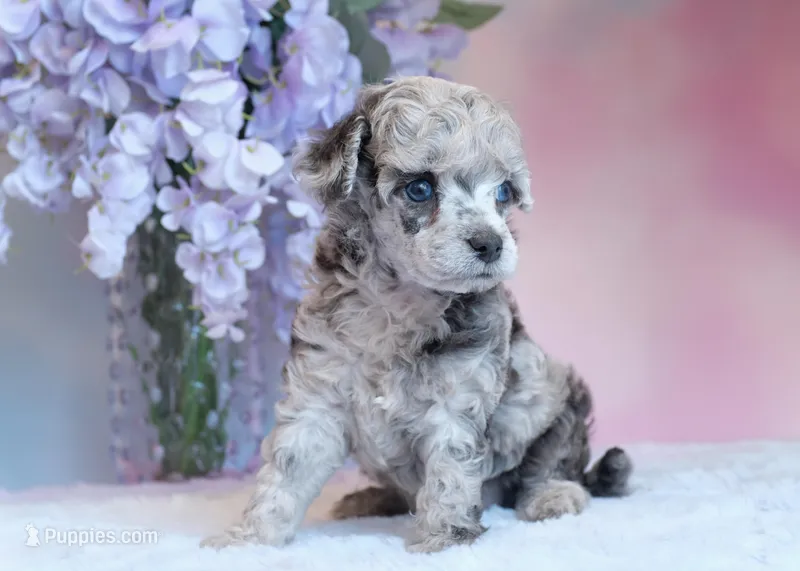 True Blue dd Merle