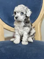True Blue dd Merle, a male Poodle - Toy  for sale in Arcata, CA – Photo 5 of 6