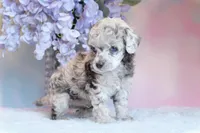 True Blue dd Merle, a male Poodle - Toy  for sale in Arcata, CA – Photo 3 of 6