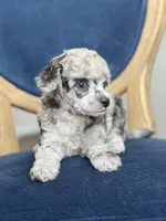 True Blue dd Merle, a male Poodle - Toy  for sale in Arcata, CA – Photo 6 of 6