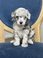 True Blue dd Merle, a male Poodle - Toy  for sale in Arcata, CA – Photo 4 of 6