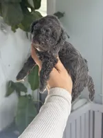 Cobalt (true blue dilute), a male Poodle - Toy  for sale in Arcata, CA – 2 of 2