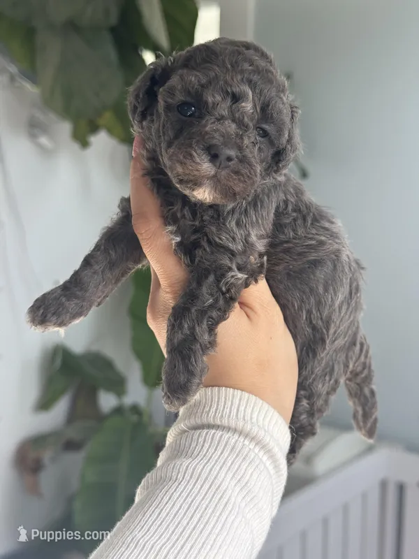 Cobalt (true blue dilute) – Poodle - Toy  puppy for sale in Arcata, CA