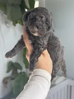 Cobalt (true blue dilute), a male Poodle - Toy  for sale in Arcata, CA – 1 of 2