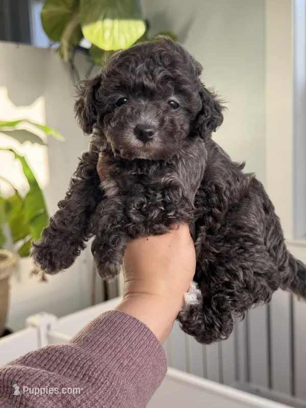 Cobalt (true blue dilute) – Poodle - Toy  puppy for sale in Arcata, CA