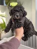 Cobalt (true blue dilute), a male Poodle - Toy  for sale in Arcata, CA – 2 of 4