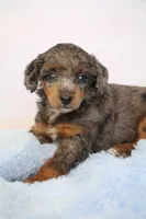Texas - Clear with white spotting , a male Poodle - Miniature  for sale in Arcata, CA – 1 of 3