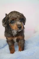 Texas - Clear with white spotting , a male Poodle - Miniature  for sale in Arcata, CA – 3 of 3